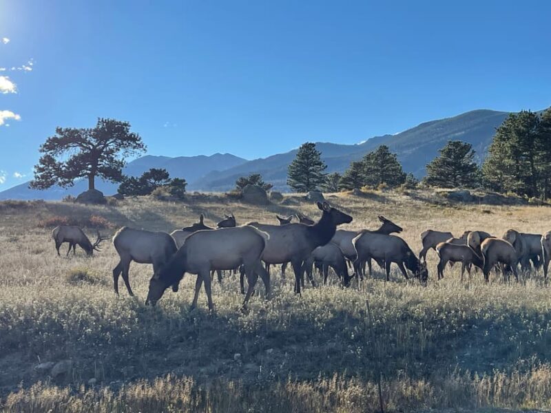 Estes Park: Guided Elk Rut Tour - The Sum Up