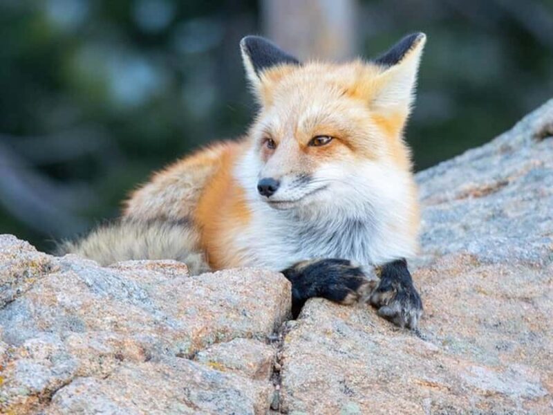 Estes Park: Rocky Mountain Top of the World Adventure Tour - Who Should Book This Tour?