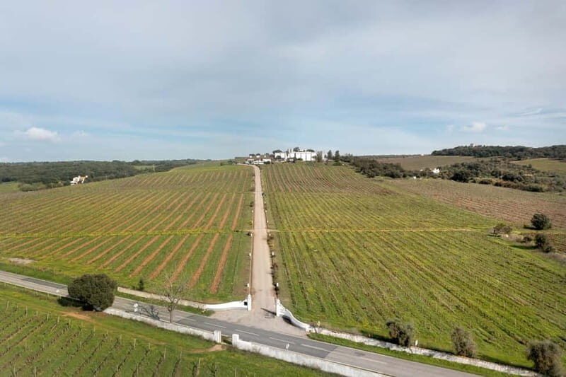 Estremoz, Alentejo, Portugal: Wine tour & Wine tasting - A Scenic Journey to Aliestre Vineyards