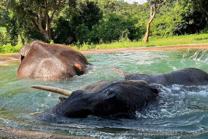 Ethical Elephant Watching Tour From Bangkok & Pattaya - A Detailed Look at the Experience