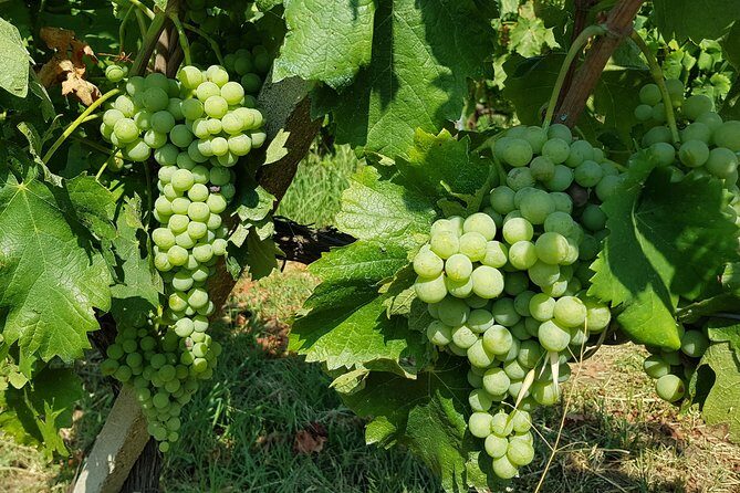 Etna DOC & Organic Wine tasting and tour of the 1815 historic winery - Who Will Love This Tour