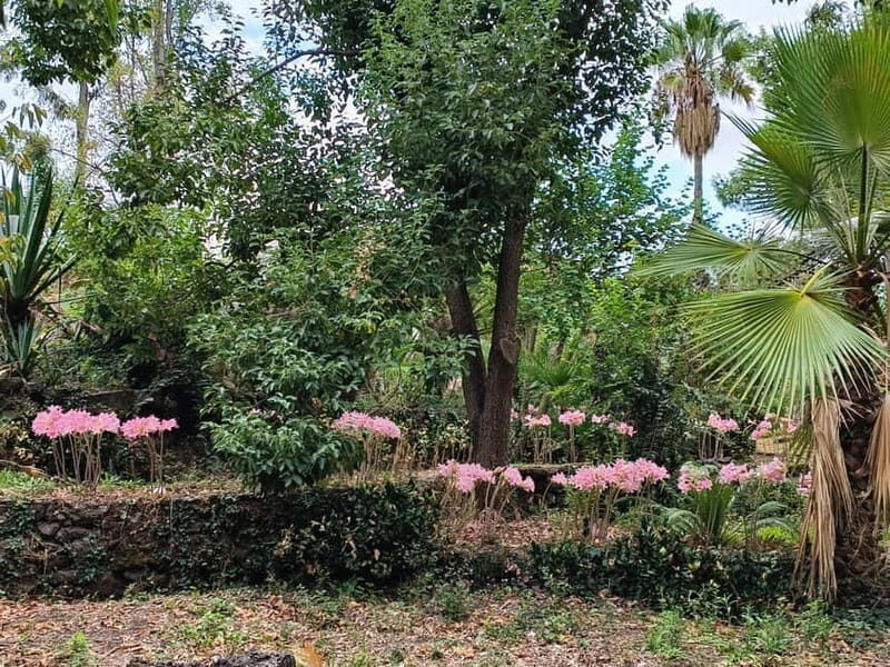 Etna & Sea: Pic Nic in Batia - Key Points