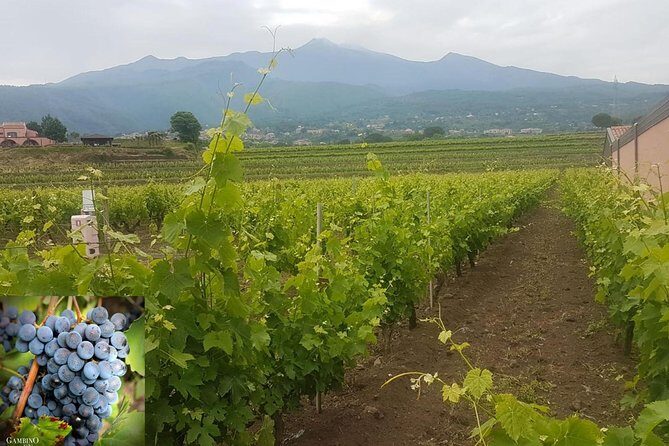 Etna trekking and wine tasting - A Detailed Look at the Tour Experience