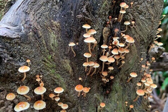 Eungella Platypus Tour - Who Should Consider This Tour?