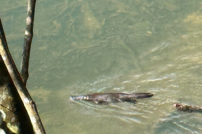 Eungella Platypus Tour - The Sum Up: A Genuine, Well-Rounded Nature Experience