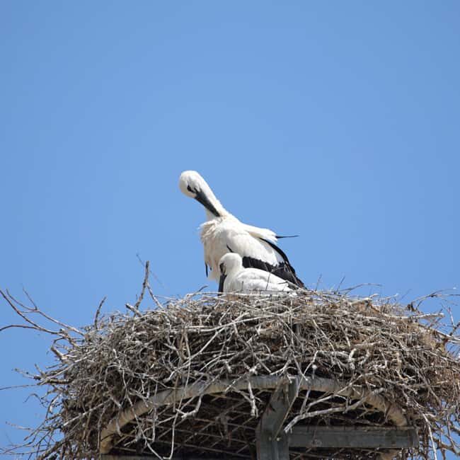 European Quarter Guided Walking Tour in Strasbourg - Key Points