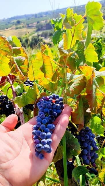 Eva's Traditional Cooking Lesson in Sisi - Family Estate - An Authentic Culinary Journey in Crete