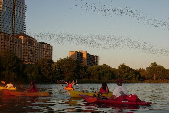 Evening Bat Watching Kayak Tour - The Sum Up: Is the Evening Bat Watching Kayak Tour Worth It?