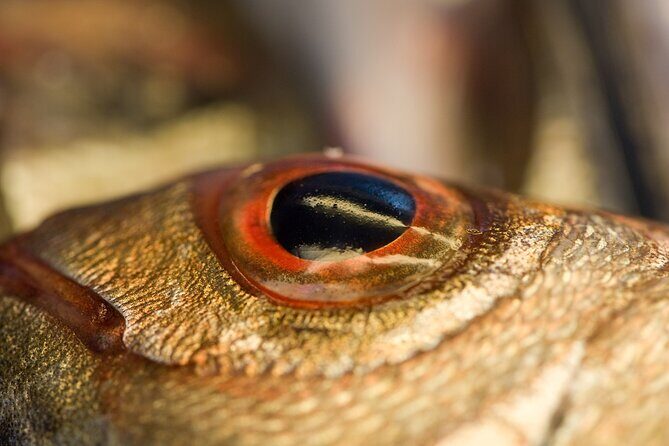 Evening Boat Tour with Dinner Experience - An In-Depth Look at the Experience