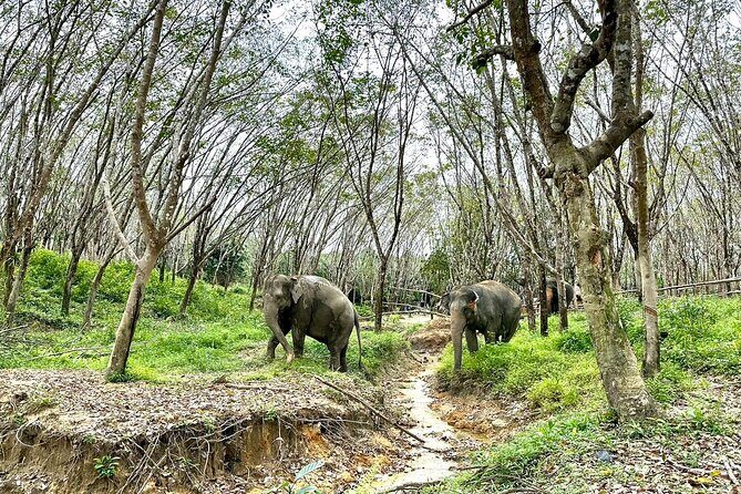 Evening Guide Tour to Khaolak Elephant Sanctuary Free 1 Cocktail - What to Expect from the Tour