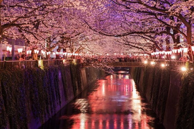 Evening Hanami (Cherry Blossom) Experience with a Local - Key Points