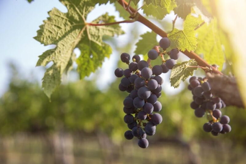 Evening of Wine and Scenic Views in Skiathos - Key Points