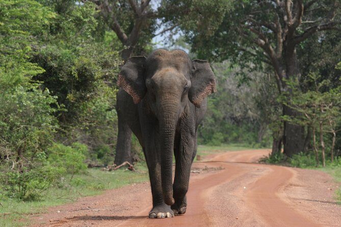 Evening Safari - Yala National Park with Janaka safari - 02.00 pm to 06.30 pm - Captivating Yala at Dusk: A Detailed Look at the Evening Safari with Janaka Safari