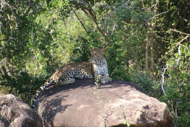 Evening Safari - Yala National Park with Janaka safari - 02.00 pm to 06.30 pm - Why Choose the Evening Safari in Yala?