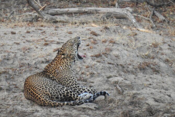Evening Safari - Yala National Park with Janaka safari - 02.00 pm to 06.30 pm - The Sum Up: Who Will Love This Safari?