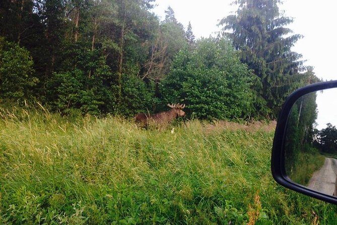 Evening Wildlife Safari from Stockholm - The Value of the Wildlife Safari