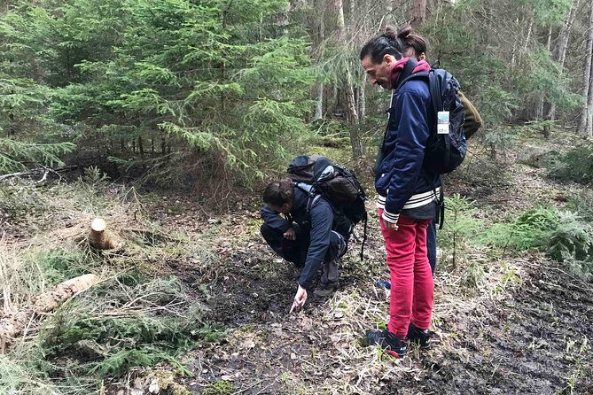 Evening Wildlife Safari with Campfire Dinner from Stockholm - Who Will Love This Tour?