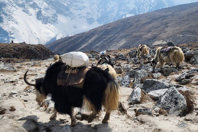Everest Base Camp Trek from Kathmandu 12 Days - Key Points: