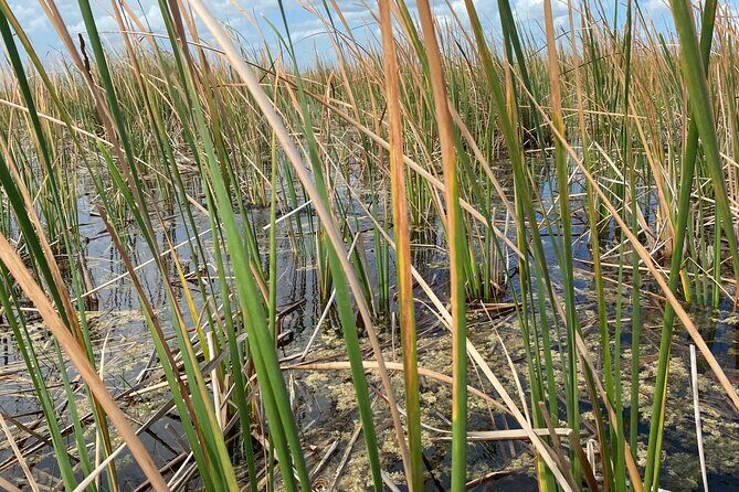 Everglades Airboat Adventure with Roundtrip Bayside Transfer - Practical Tips for a Smooth Experience