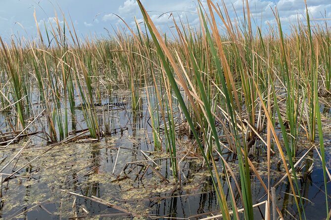 Everglades Airboat Adventure with Roundtrip Bayside Transfer - Who Would Enjoy This Tour?