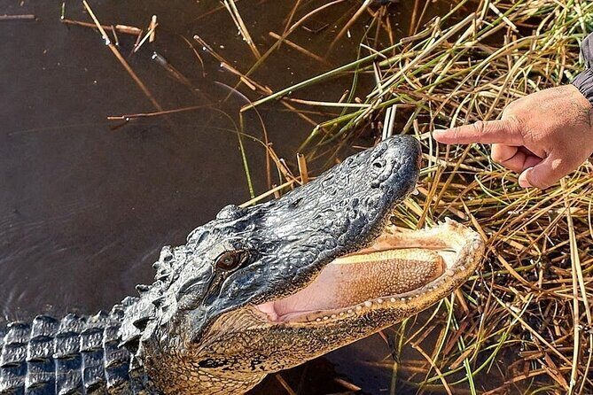 Everglades Airboat Ride and Nature Walk Private Tour - Who Should Consider This Tour?