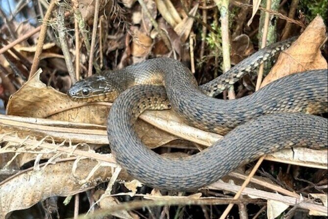 Everglades Airboat Ride and Nature Walk Private Tour - FAQ