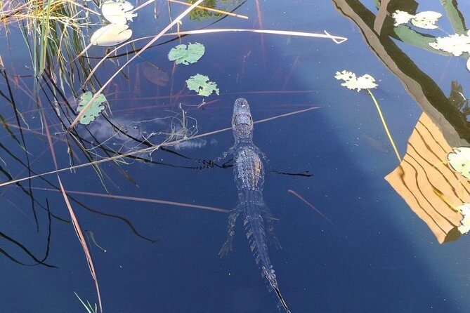 Everglades Airboat Safari Adventure with Transportation - Exploring the Tour: What You Can Expect