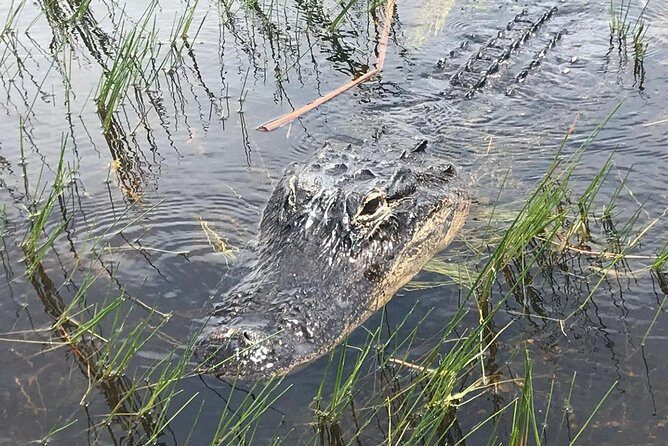 Everglades Airboat Safari Adventure with Transportation - FAQ