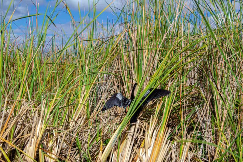 Everglades Airboat Tour from Miami w/ Park Entry & Transport - Final Thoughts