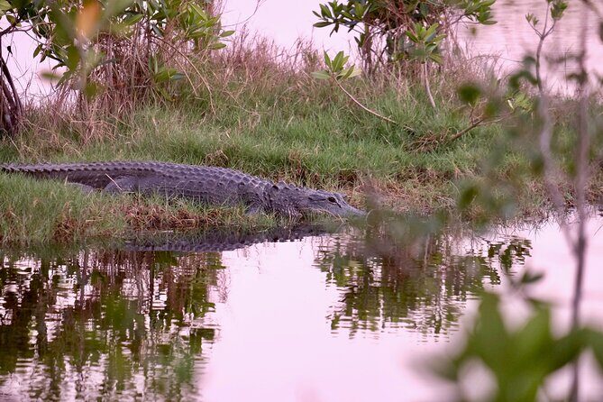 Everglades Airboat, Wildlife Experience and Photo - FAQs