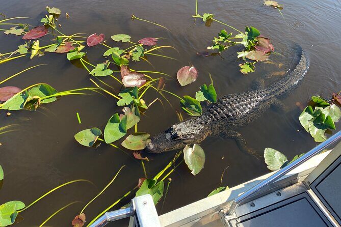 Everglades Airboat, Wildlife Experience and Photo - Final Thoughts