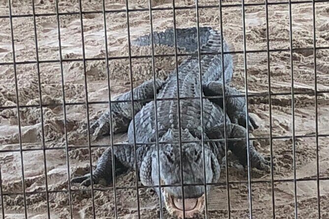 Everglades Alligator Airboat Adventure from Miami - Is This Tour Worth It?