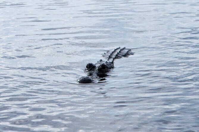 Everglades Alligator Airboat Tour with Bus transfer from Miami - Learning and Exhibits