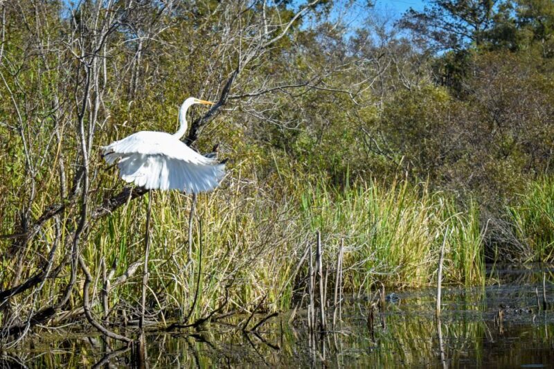 Everglades City: Guided Kayaking Tour of the Wetlands - What to Expect on the Tour