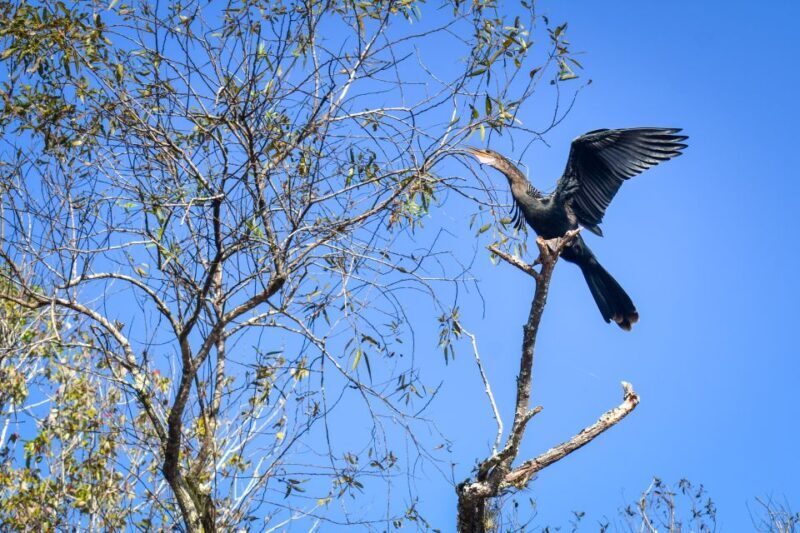 Everglades City: Guided Kayaking Tour of the Wetlands - FAQ