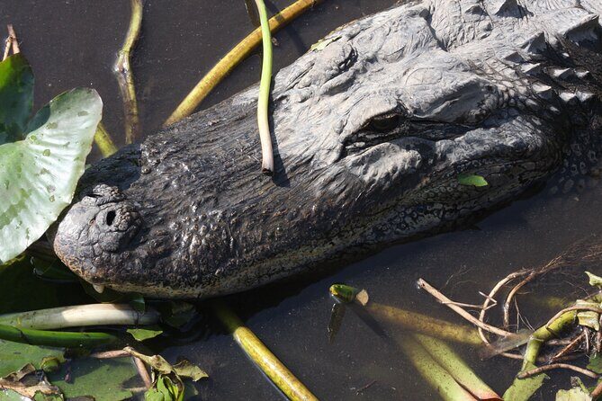 Everglades Day Safari from Miami - A Closer Look at the Itinerary