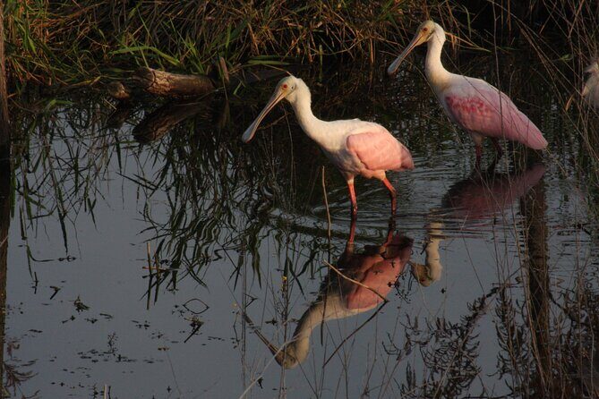 Everglades Day Safari from Miami - FAQs
