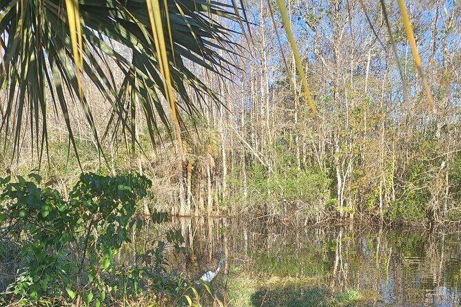 Everglades Eco Airboat Tour with Private Luxury Transportation - The Itinerary: What to Expect on the Day
