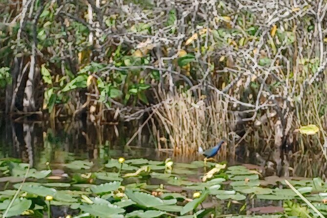 Everglades Eco Airboat Tour with Private Luxury Transportation - Practical Details and Tips for Travelers