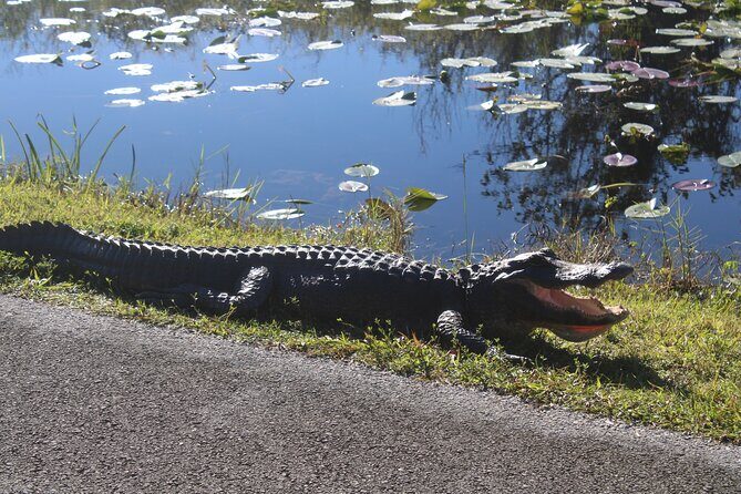Everglades Eco Airboat Tour with Private Luxury Transportation - Who Will Enjoy This Tour?