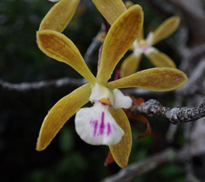 Everglades: Everglades Alligators and Orchids Kayak Eco Tour - Key Points
