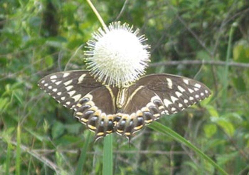Everglades: Everglades Alligators and Orchids Kayak Eco Tour - Who Would Enjoy This Tour?