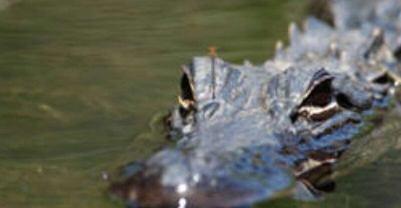 Everglades: Everglades Alligators and Orchids Kayak Eco Tour - The Sum Up