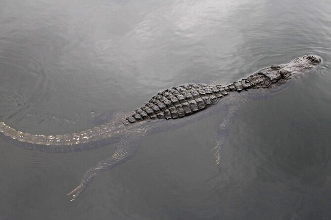 Everglades Express Small Group Tour from Miami with Airboat Ride - Stop 2: Everglades National Park — Free Time and Scenic Exploration