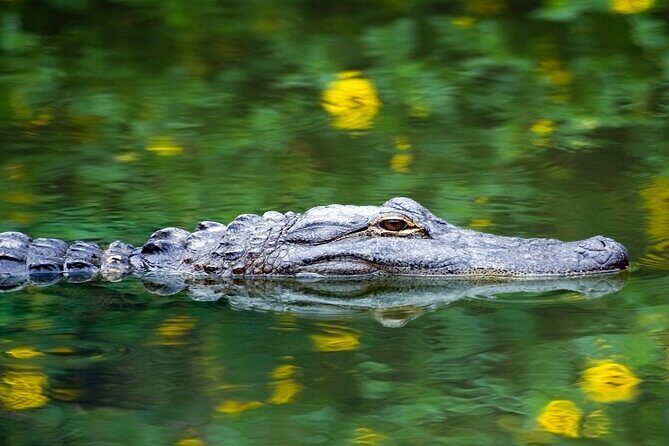 Everglades Express Small Group Tour from Miami with Airboat Ride - Return to Miami: Easy and Comfortable