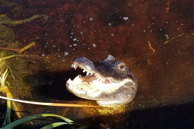 Everglades Florida Airboat Tour - A Genuine Look at the Everglades Airboat Experience