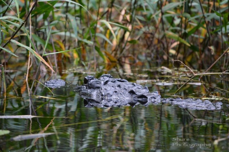 Everglades Kayak Safari Adventure Through Mangrove Tunnels - Who Will Love This Experience?