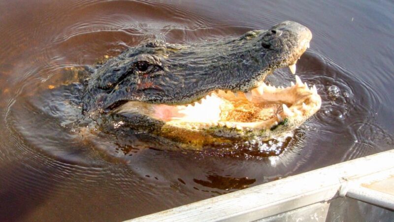 Everglades: Mangrove Maze Airboat Tour and Boardwalk - The Sum Up