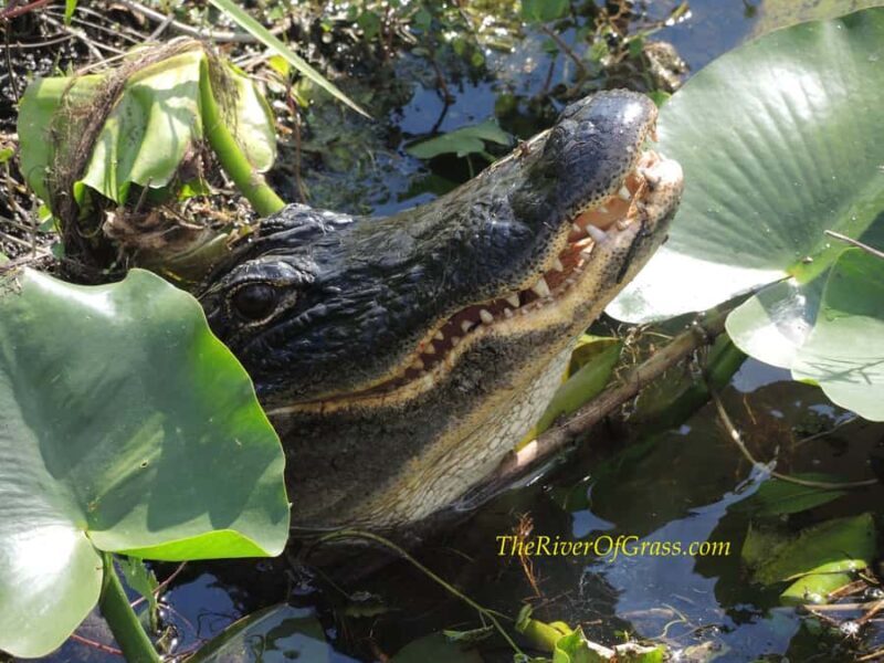 Everglades: Miami River of Grass Private Airboat Sunset Tour - Is This Tour Right for You?