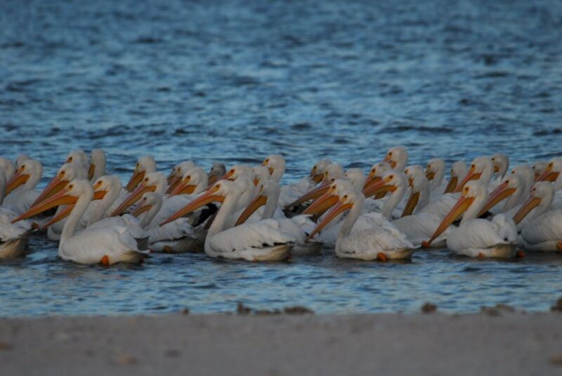 Everglades National Park: 2 hour Dolphin & Birding Boat Tour - Why This Tour Offers Real Value